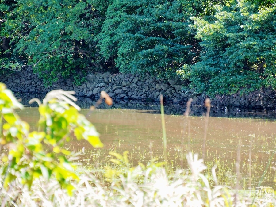 f:id:cippillo:20210227145111j:plain