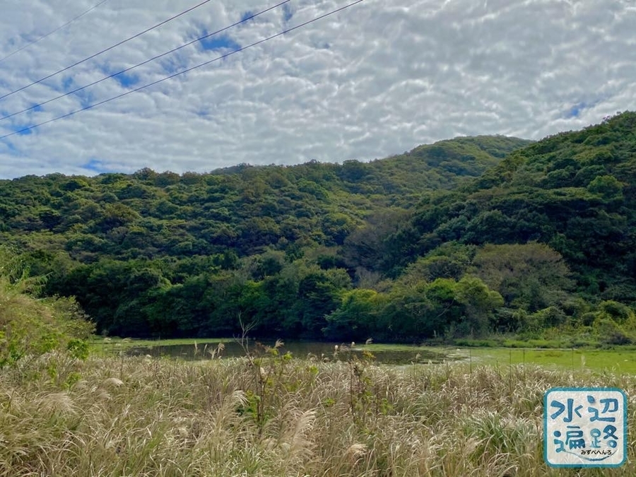 f:id:cippillo:20210227151049j:plain