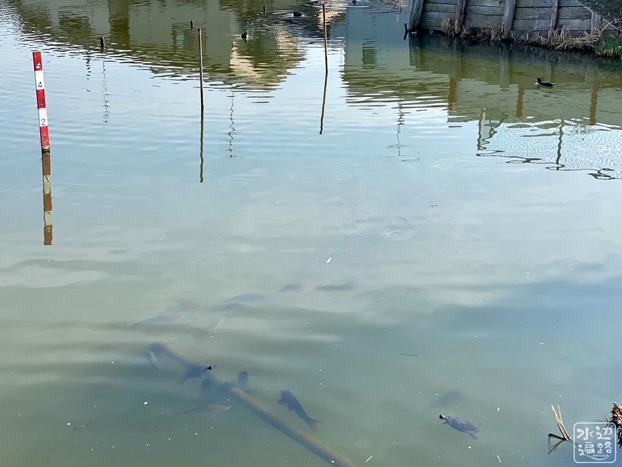 宝治戸池(埼玉県久喜) 水辺遍路