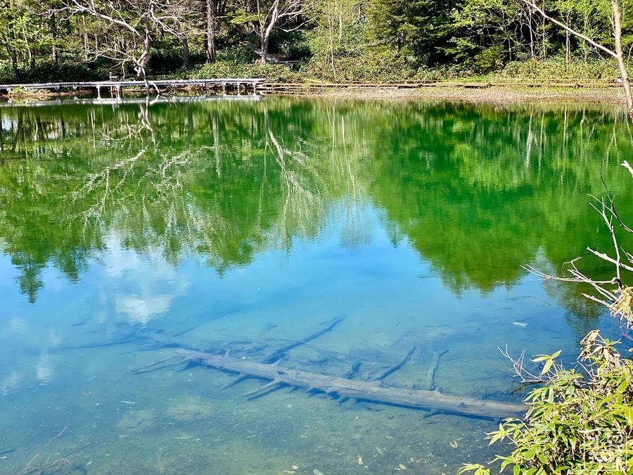 f:id:cippillo:20210327093540j:plain