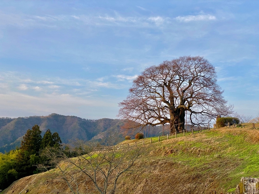 f:id:cippillo:20210414161908j:plain