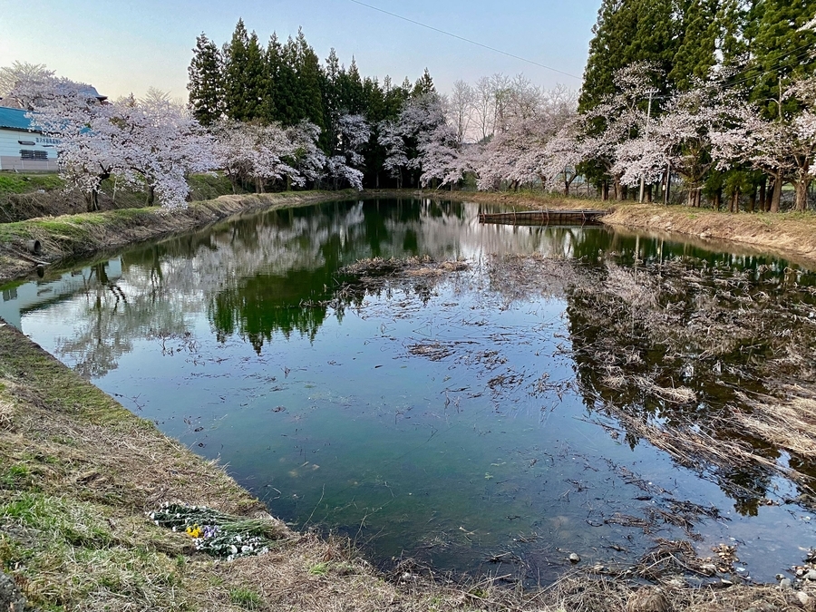桜ヶ池 山形県米沢 水辺遍路