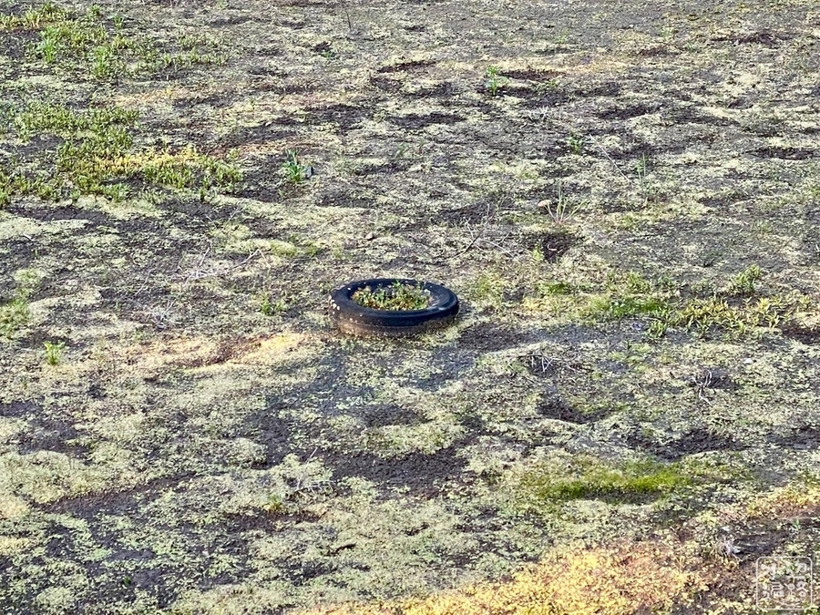 f:id:cippillo:20210515105131j:plain