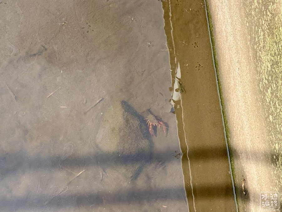 f:id:cippillo:20210515191234j:plain