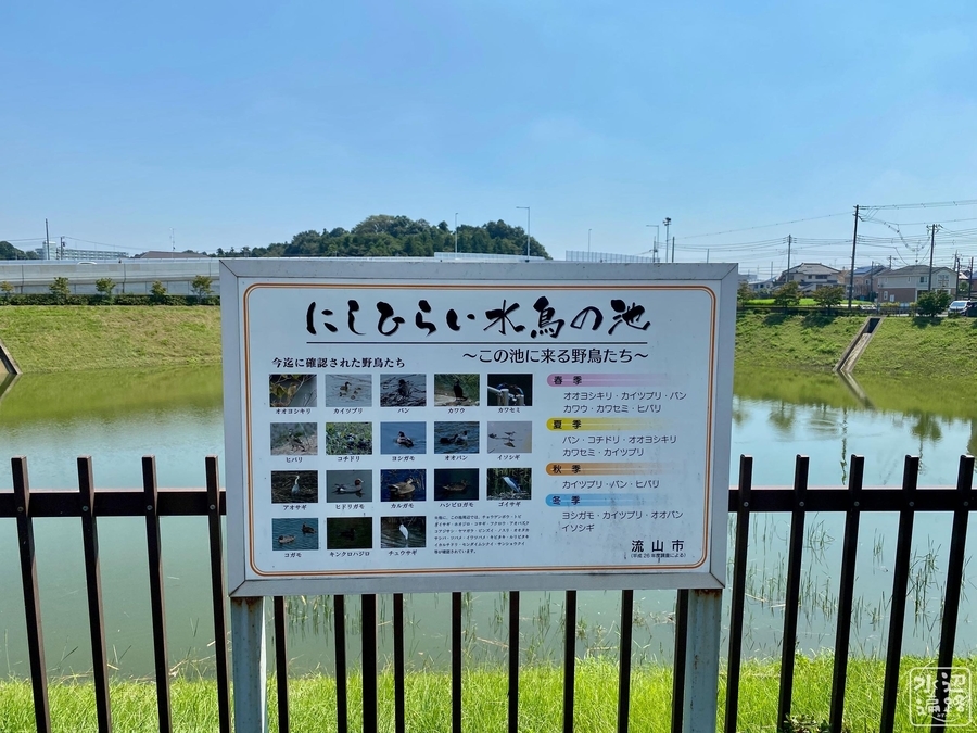 にしひらい水鳥の池 千葉県流山 水辺遍路 にしひらい水鳥の池 千葉県流山 水辺遍路