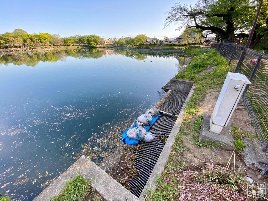 f:id:cippillo:20210519080157j:plain