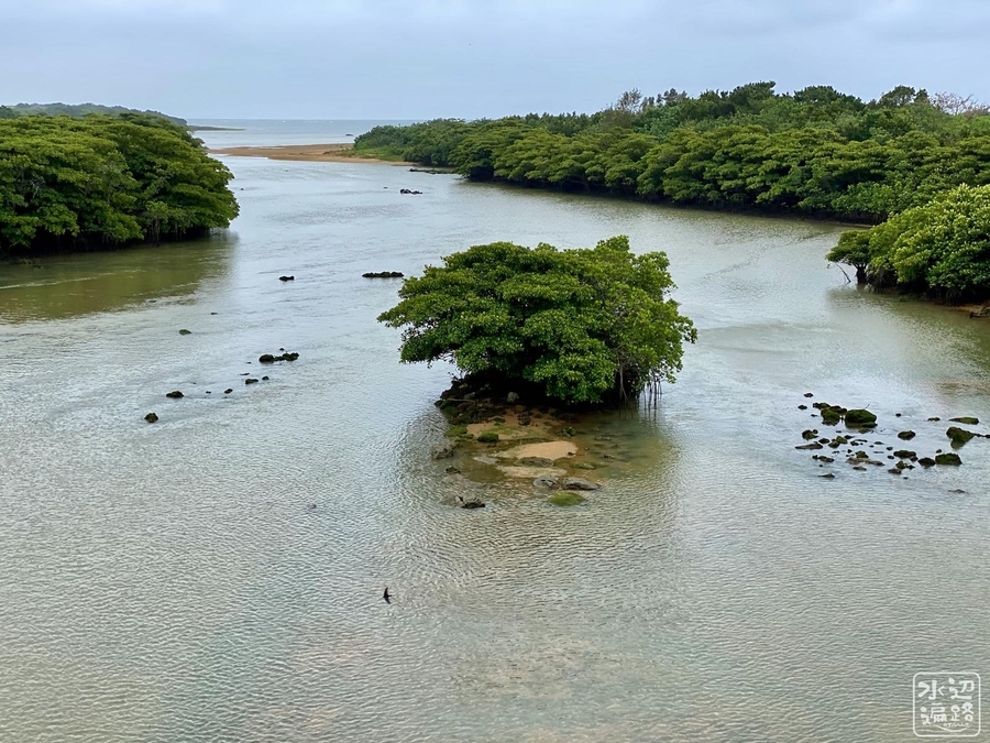 宮良川のヒルギ林 沖縄県石垣島 水辺遍路 宮良川のヒルギ林 沖縄県石垣島 水辺遍路