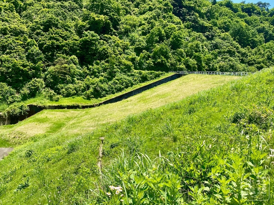 f:id:cippillo:20210602052030j:plain