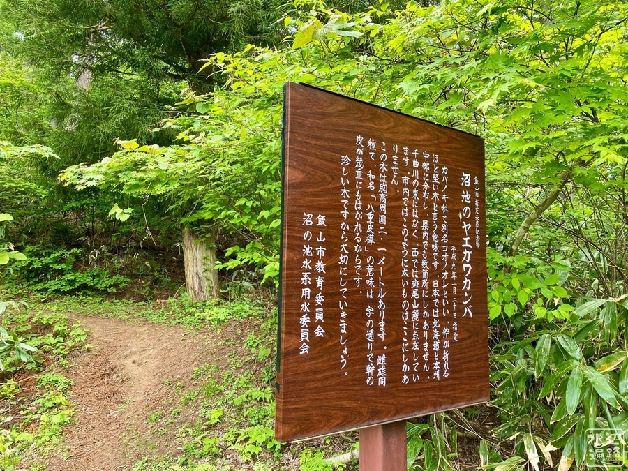 f:id:cippillo:20210606201921j:plain