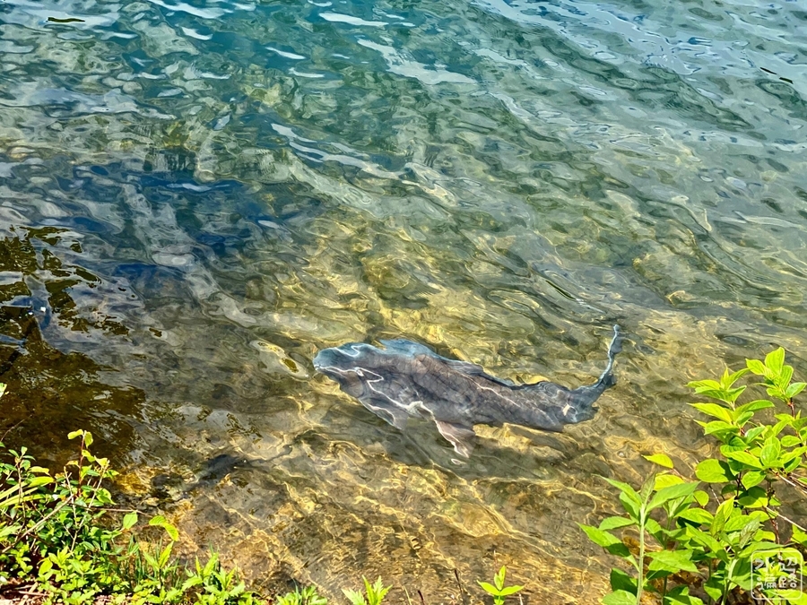 f:id:cippillo:20210606204735j:plain