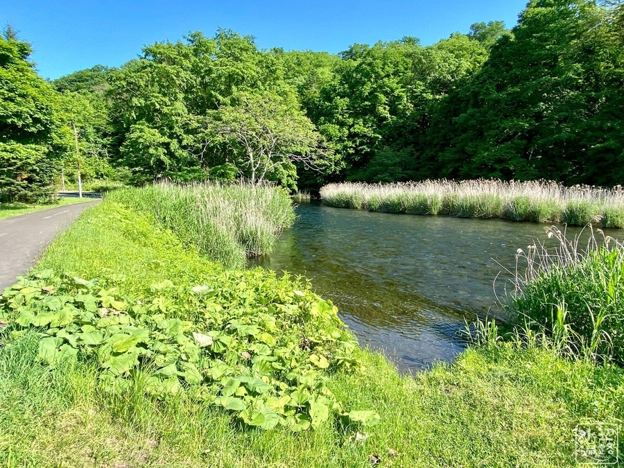 f:id:cippillo:20210819151549j:plain