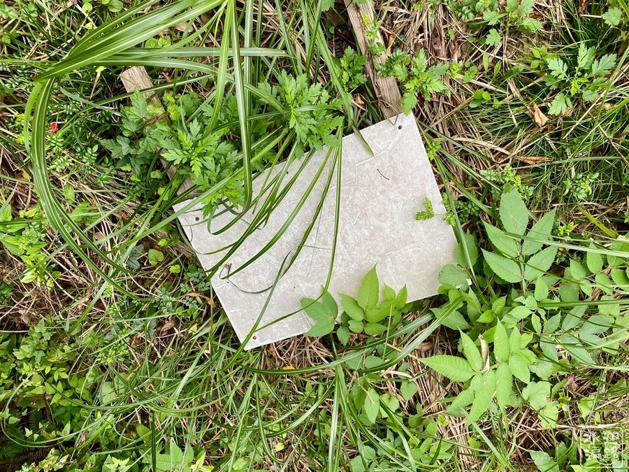 f:id:cippillo:20210904105331j:plain