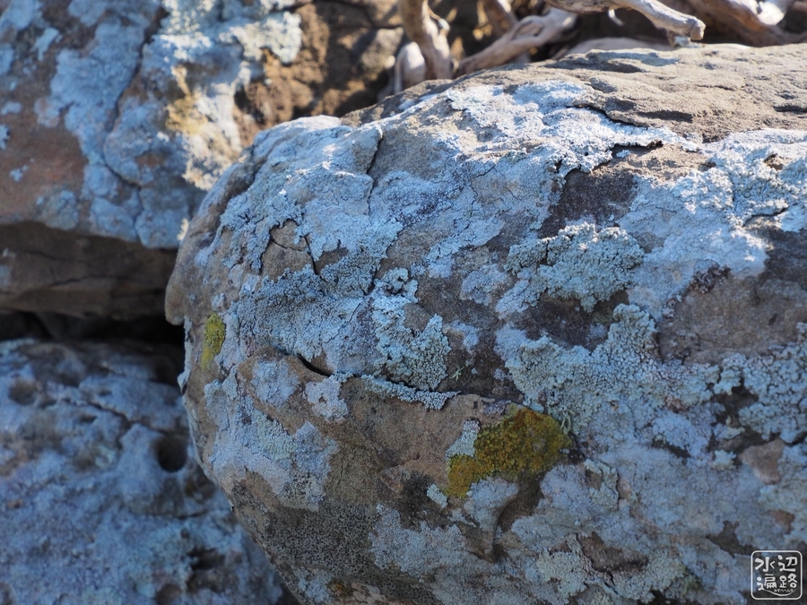 f:id:cippillo:20211018155105j:plain