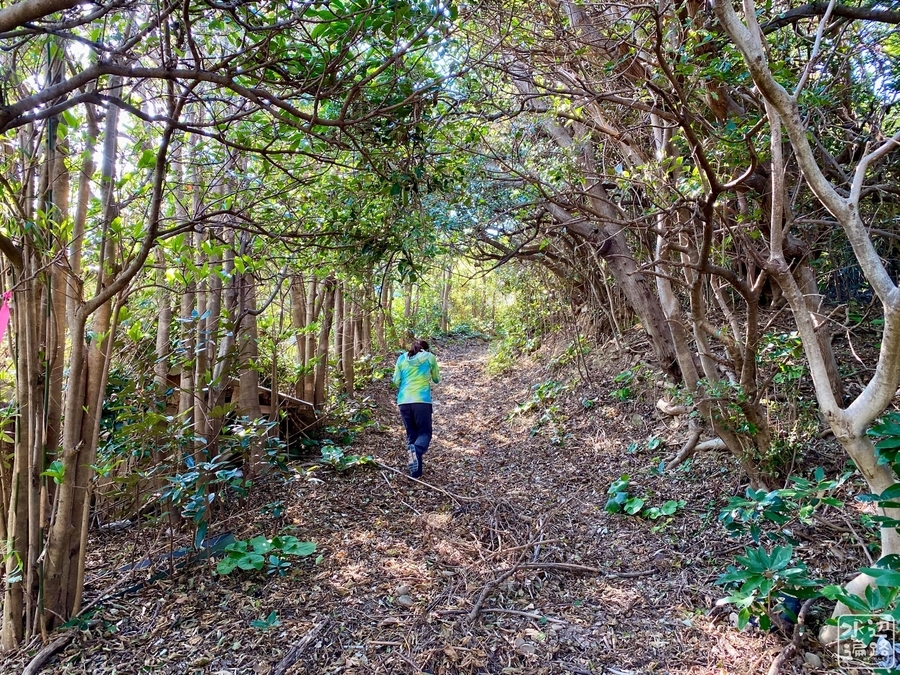 f:id:cippillo:20211018155143j:plain