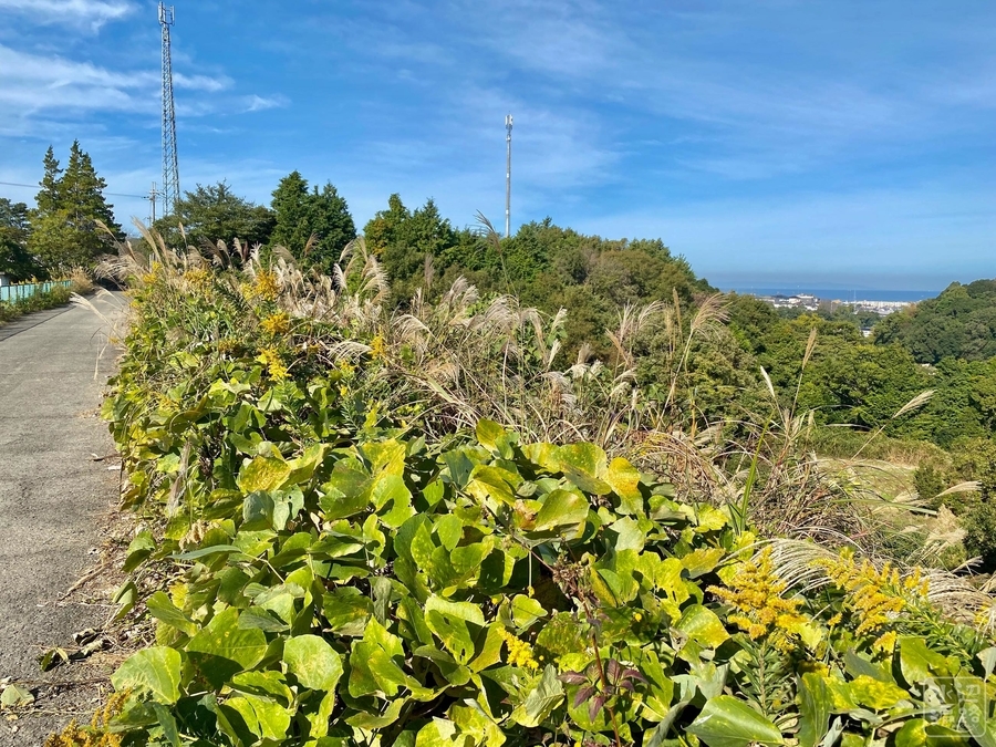 f:id:cippillo:20211108045641j:plain