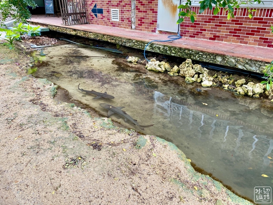 f:id:cippillo:20220116094410j:plain