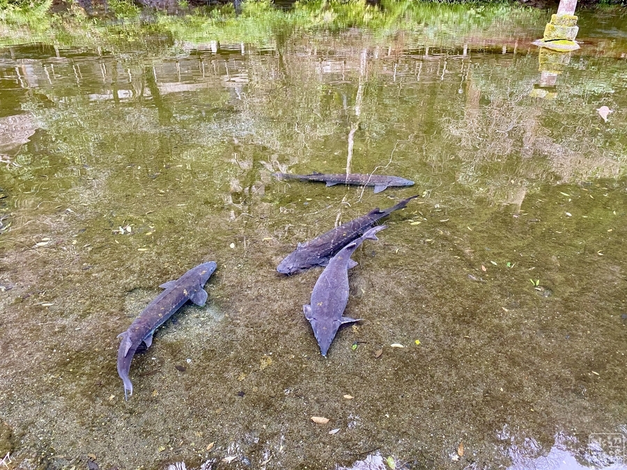 f:id:cippillo:20220117182102j:plain