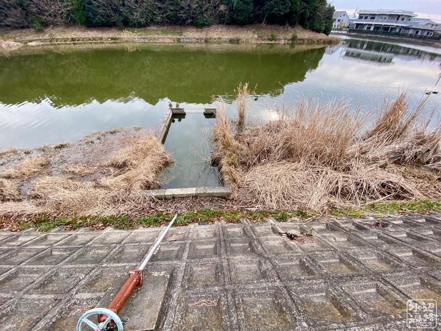 f:id:cippillo:20220203205458j:plain