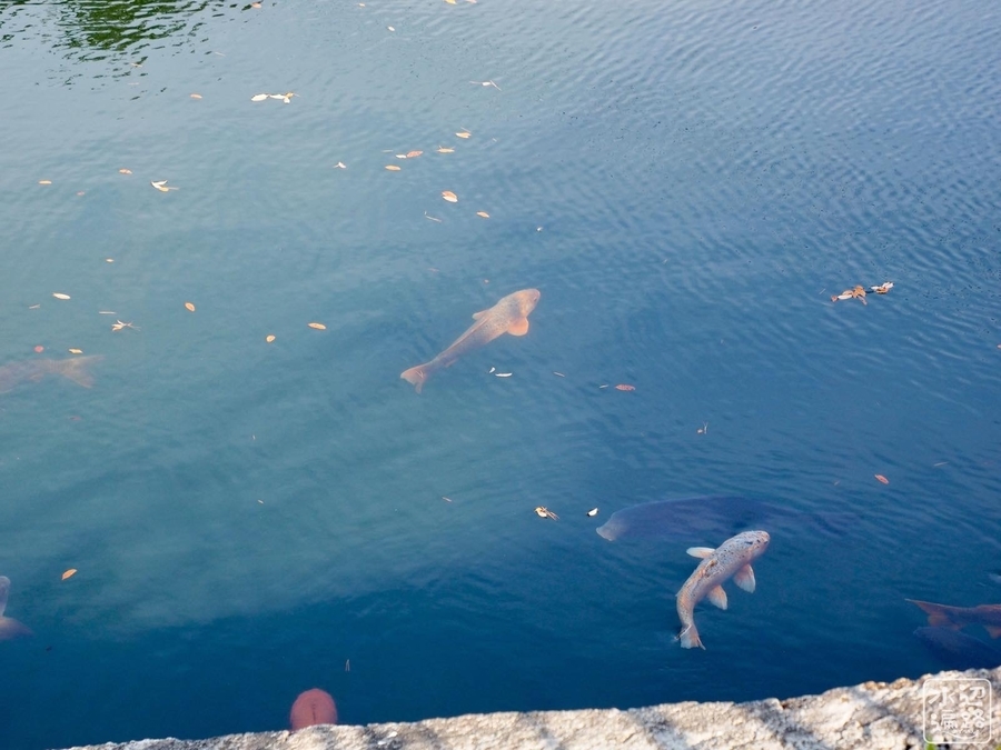 f:id:cippillo:20220221125451j:plain