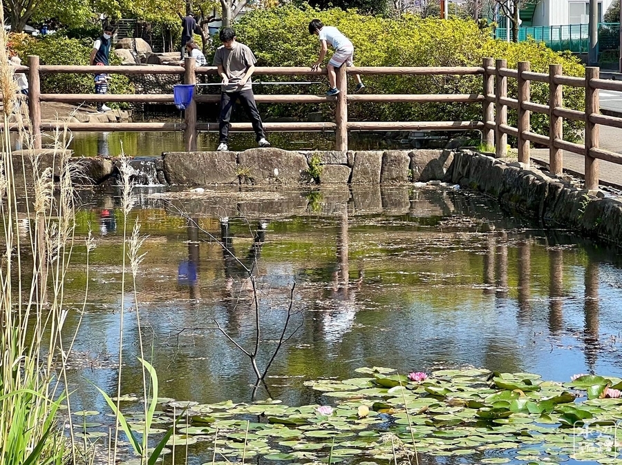 f:id:cippillo:20220415092850j:plain