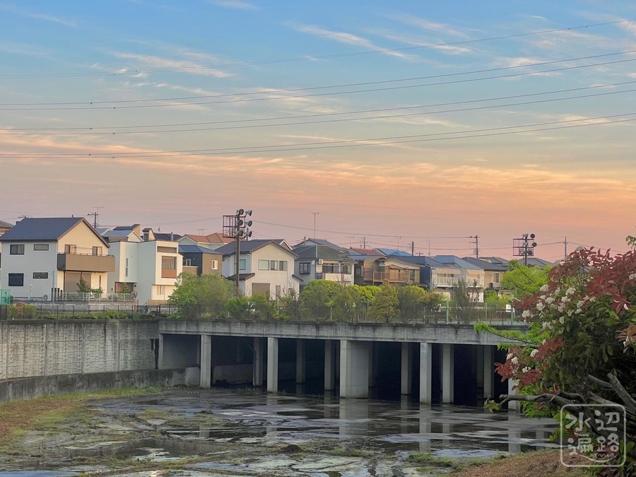 習志野台第１調整池 千葉県船橋 水辺遍路