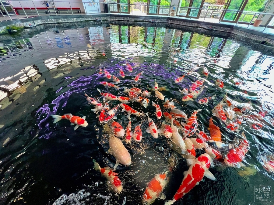 水道秋聖　「千野の池」 川の中を観察できる希少な体験！北海道の淡水生物が泳ぐ「サケの