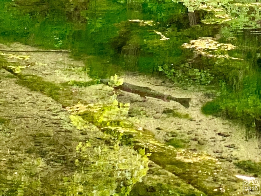 鳥沼（北海道富良野） - 水辺遍路