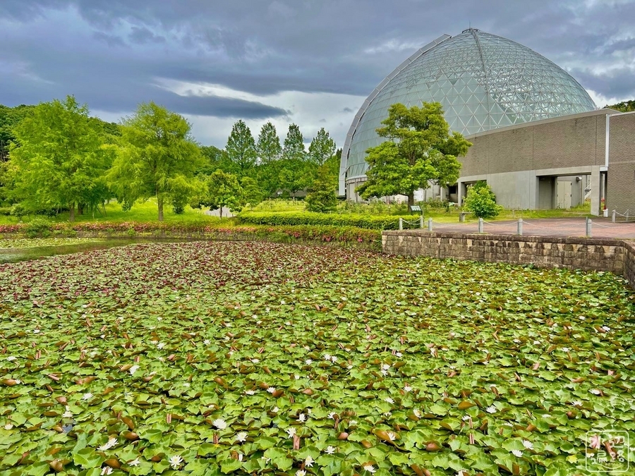 新潟県立植物園の池（新潟県新潟） - 水辺遍路