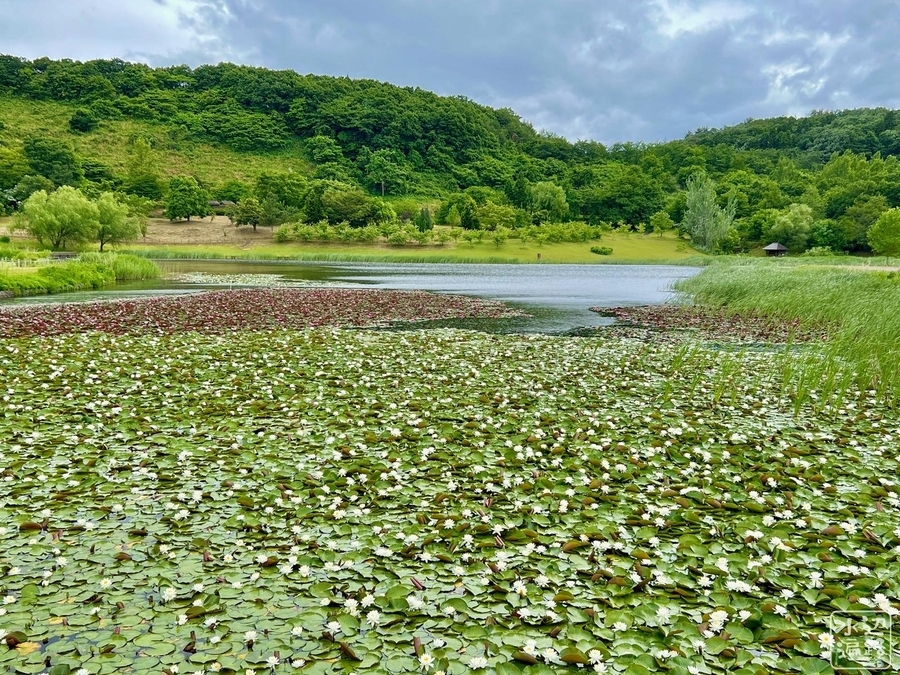 新潟県立植物園の池（新潟県新潟） 水辺遍路