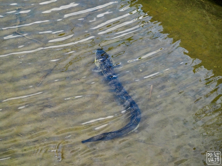 田名池(沖縄県伊平屋島) 水辺遍路