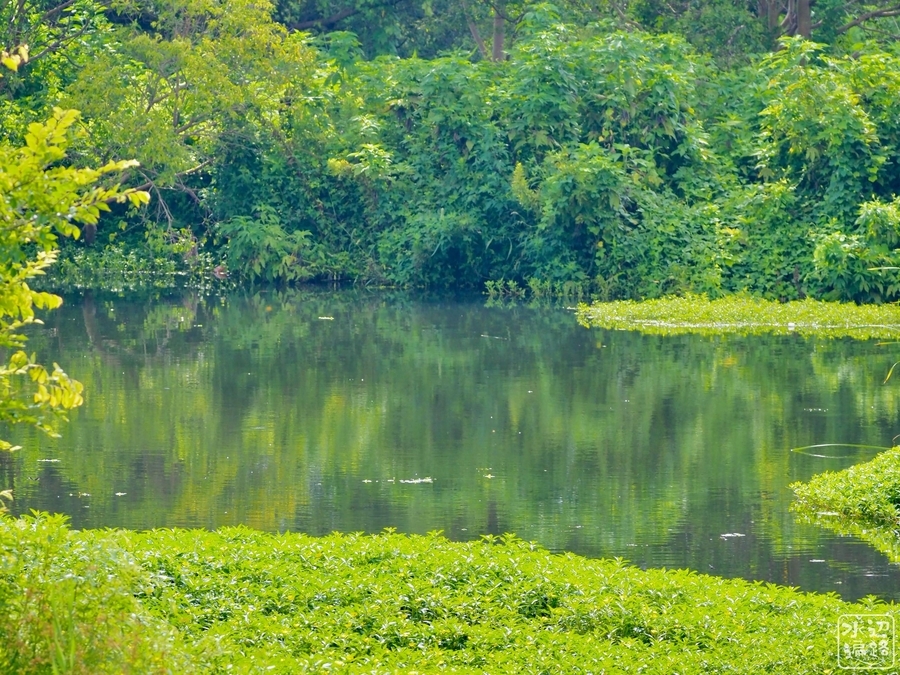 水道秋聖　「千野の池」 水道秋聖 「千野の池」 水道秋聖 「千野の池」 Tokai Shizen Hodou : Mt.