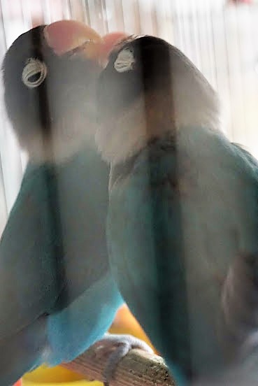 f:id:circax:20190220171110j:plain f:id:circax:20190220171110j:plain