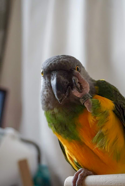 f:id:circax:20190412074302j:plain f:id:circax:20190412074302j:plain