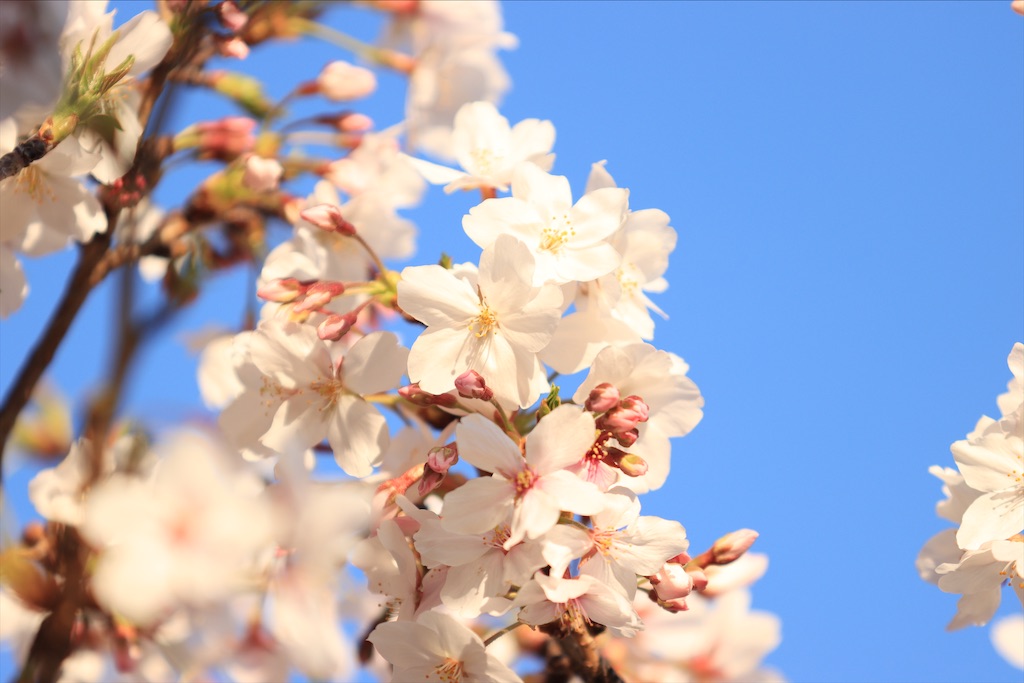 f:id:circleX14:20200408005859j:image