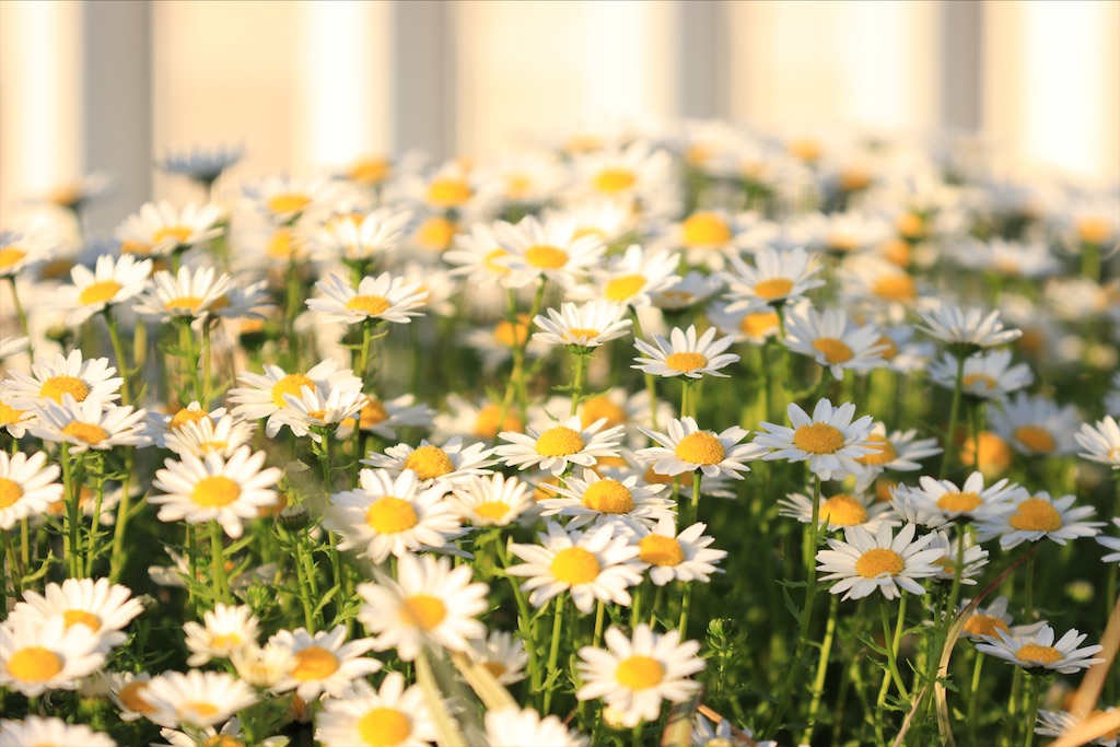 f:id:circleX14:20200408005910j:image