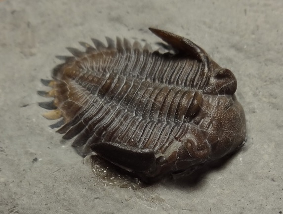 f:id:citarius:20170525194148j:image f:id:citarius:20170525194148j:image