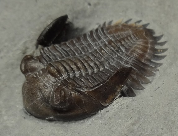 f:id:citarius:20170525194149j:image f:id:citarius:20170525194149j:image