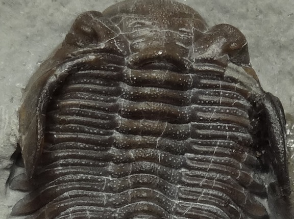 f:id:citarius:20170525194150j:image f:id:citarius:20170525194150j:image