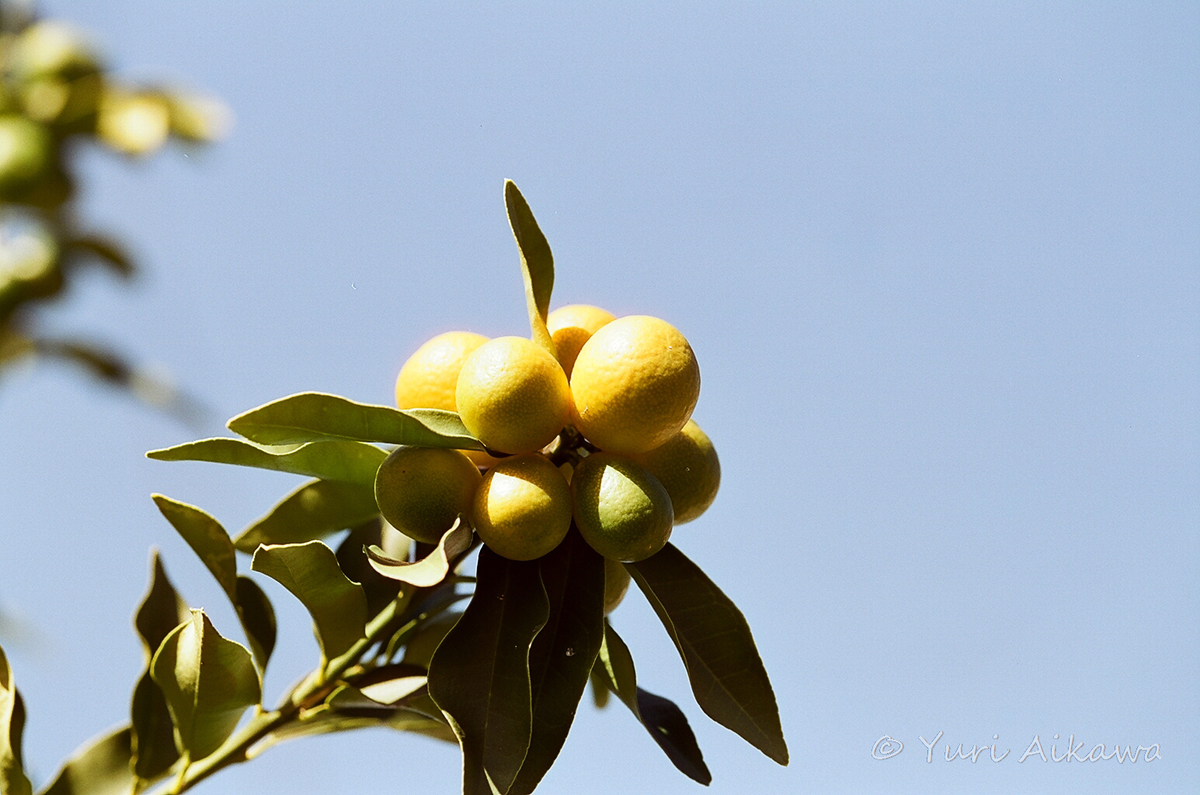 f:id:citron716:20210112234017j:plain