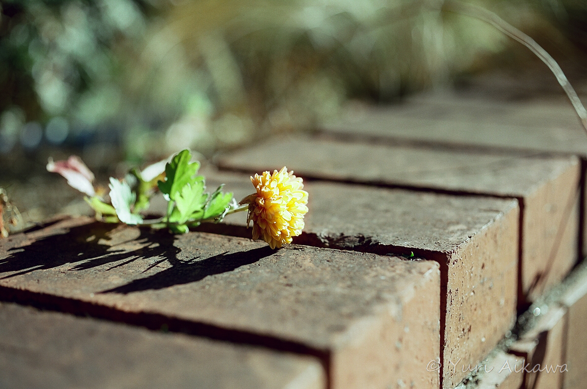 f:id:citron716:20210208224128j:plain