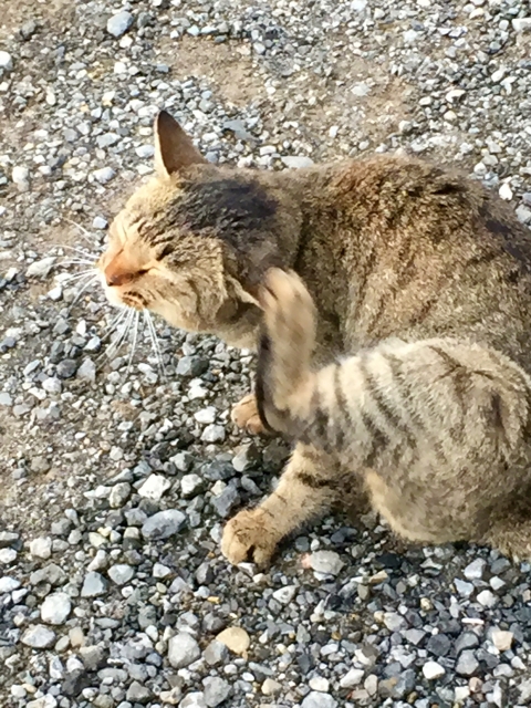 頭がかゆい 頭皮の脂漏性湿疹 こども2人と3人暮らし 頭がかゆい 頭皮の脂漏性湿疹 こども2人と3人暮らし