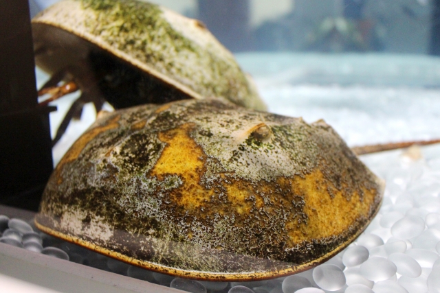 f:id:citta2017:20170710145040j:plain f:id:citta2017:20170710145040j:plain