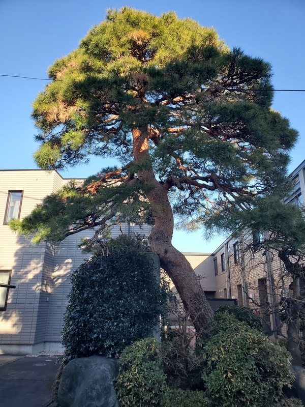石の門柱にかぶりつく松の木 - 歩・探・見・感