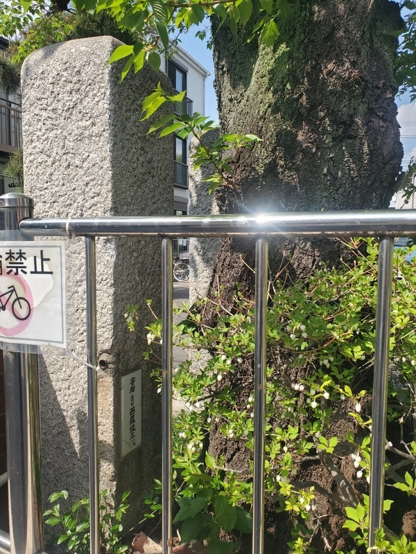 桜に導かれて見つけた「足立区長門町」｜校門に残る旧町名の痕跡 - 歩
