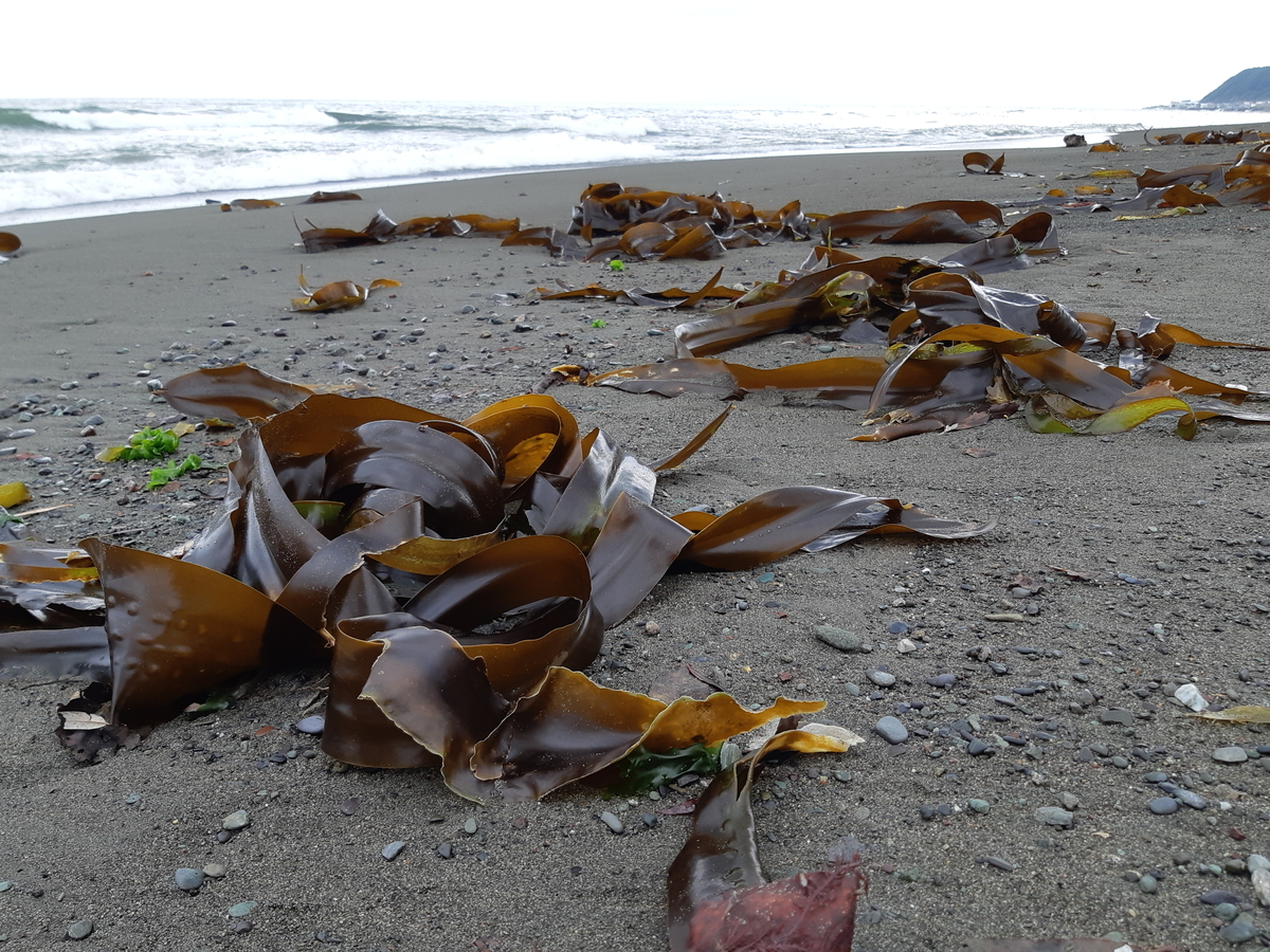 f:id:cladoalgae:20201001213520j:plain