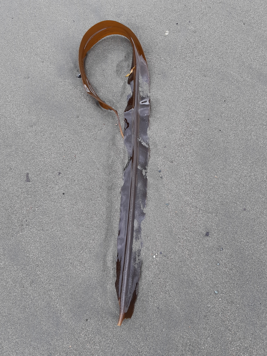 f:id:cladoalgae:20201001214257j:plain