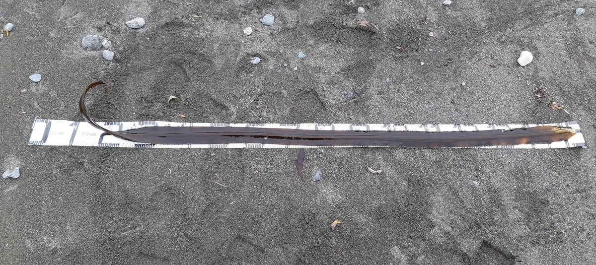 f:id:cladoalgae:20201001214748j:plain