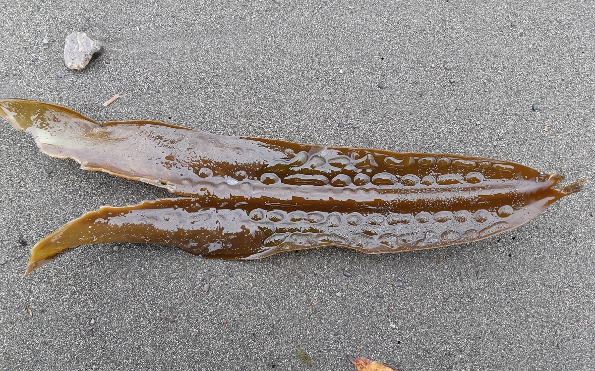 f:id:cladoalgae:20201001220202j:plain