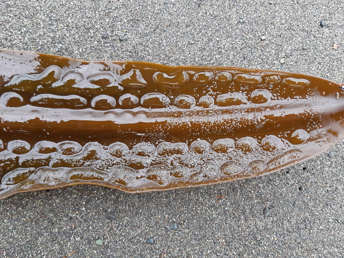 f:id:cladoalgae:20201001220233j:plain