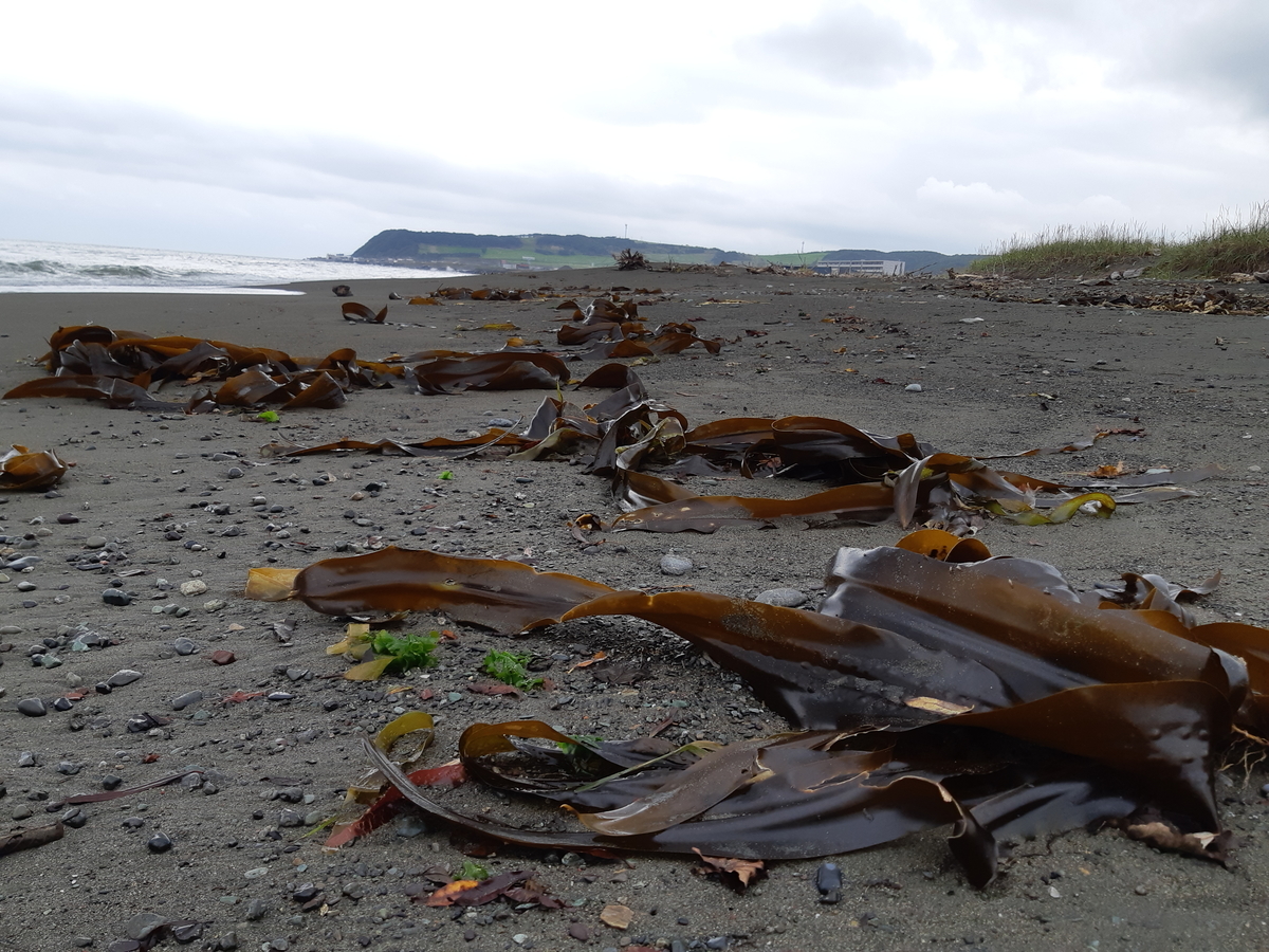 f:id:cladoalgae:20201001220643j:plain